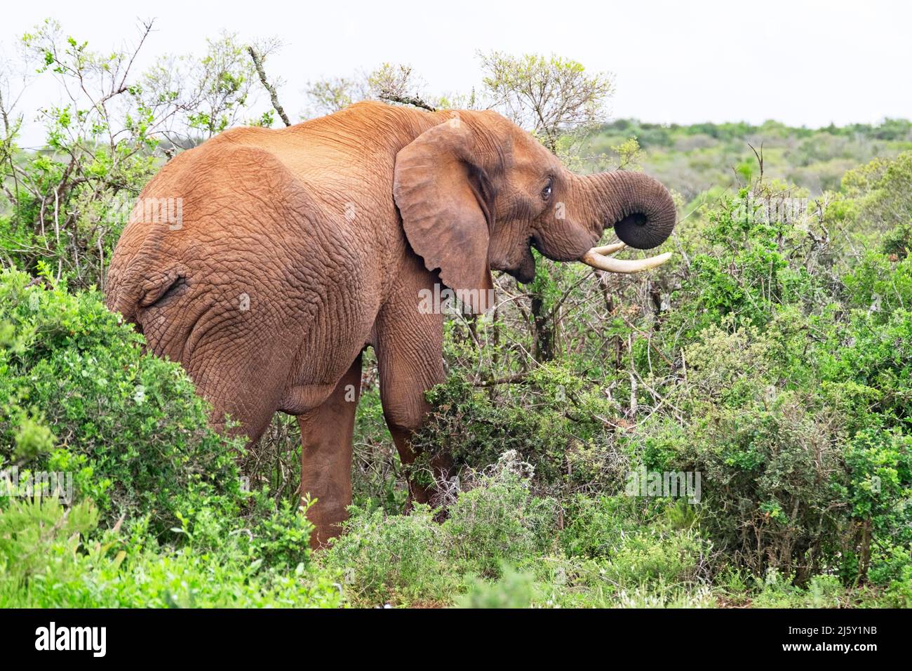 Éléphant d'Afrique du Bush (Loxodonta africana) mangeant des feuilles de l'arbuste avec tronc dans le parc national de l'éléphant d'Addo, Gqeberha, Cap oriental, Afrique du Sud Banque D'Images