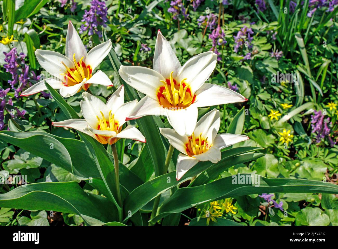 Tulipa kaufmanniana sur les pelouses du jardin Apothecary Banque D'Images