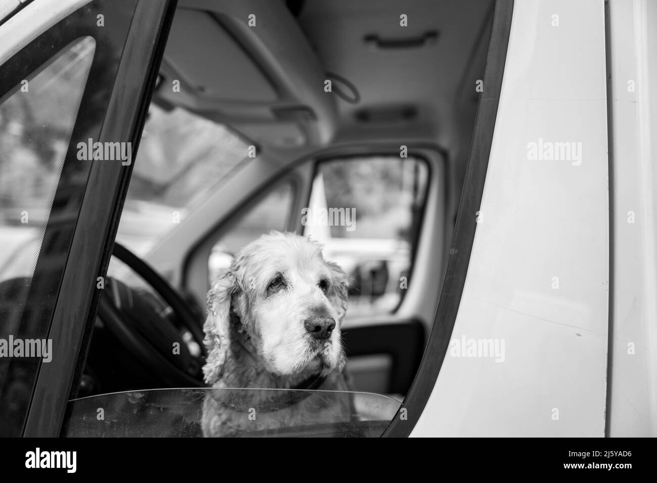 Chien attendant dans une voiture à la fenêtre Banque D'Images