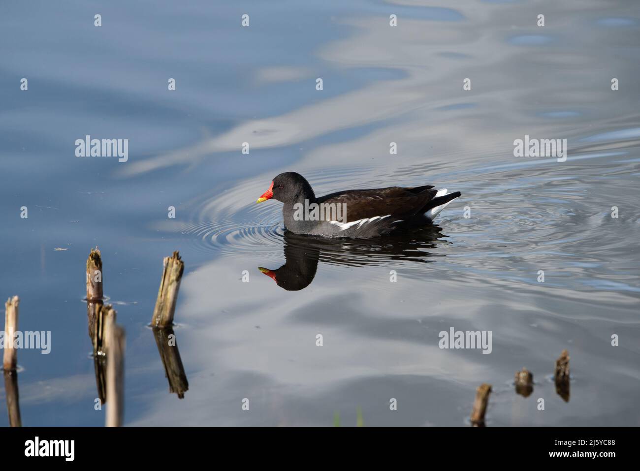 A Moorhen, Silverdale, Carnforth, Lancashire, Royaume-Uni Banque D'Images