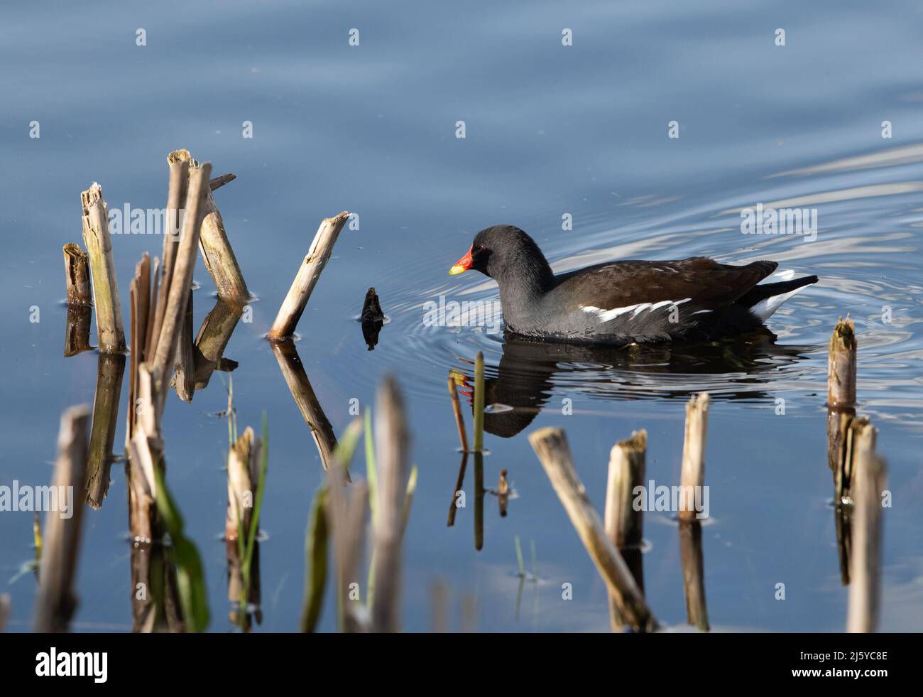 A Moorhen, Silverdale, Carnforth, Lancashire, Royaume-Uni Banque D'Images