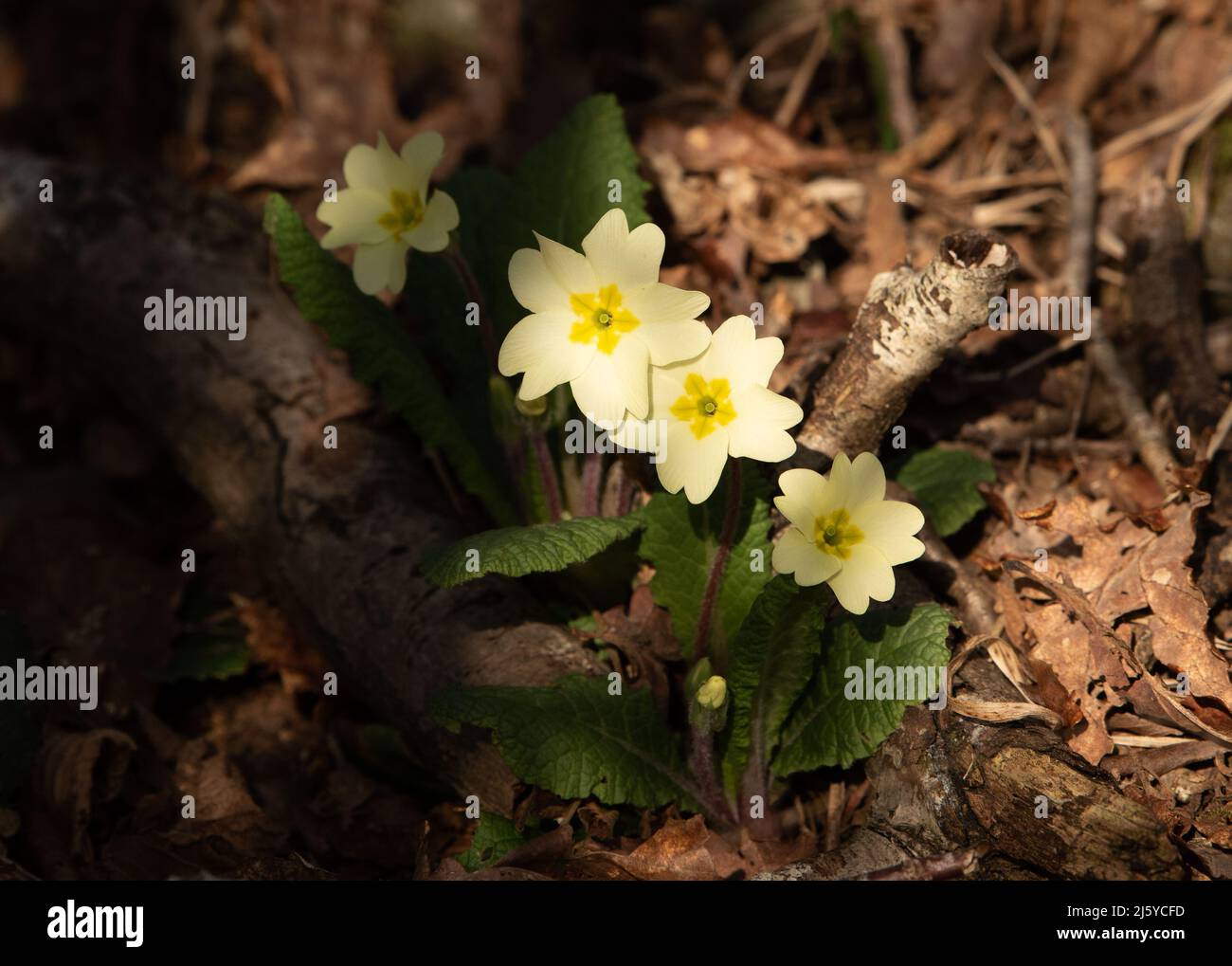 Primroses, Arnside, Cumbria, Royaume-Uni Banque D'Images