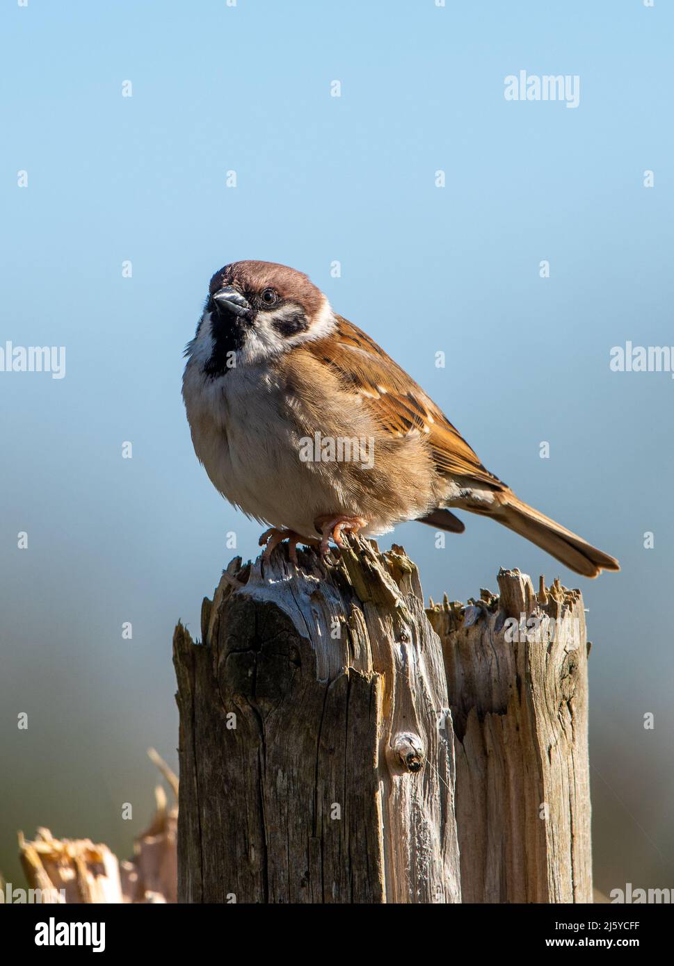 A male Tree Sparrow, Arnside, Cumbria, Royaume-Uni Banque D'Images