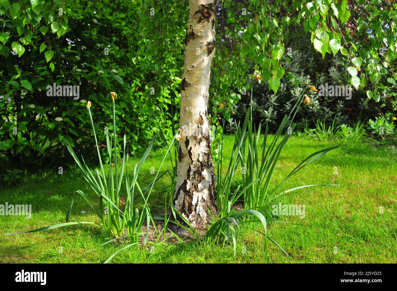 Plantes de jonquilles finies sous un bouleau argenté. Banque D'Images