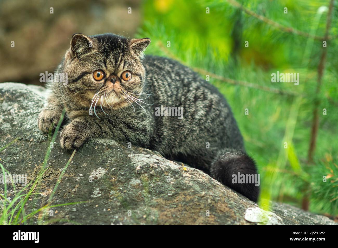 Un joli chat de tabby marron est assis exotiquement sur une grande pierre grise dans le parc pendant une journée d'été.Le chaton persan a peur de voyager à l'extérieur et de regarder Banque D'Images
