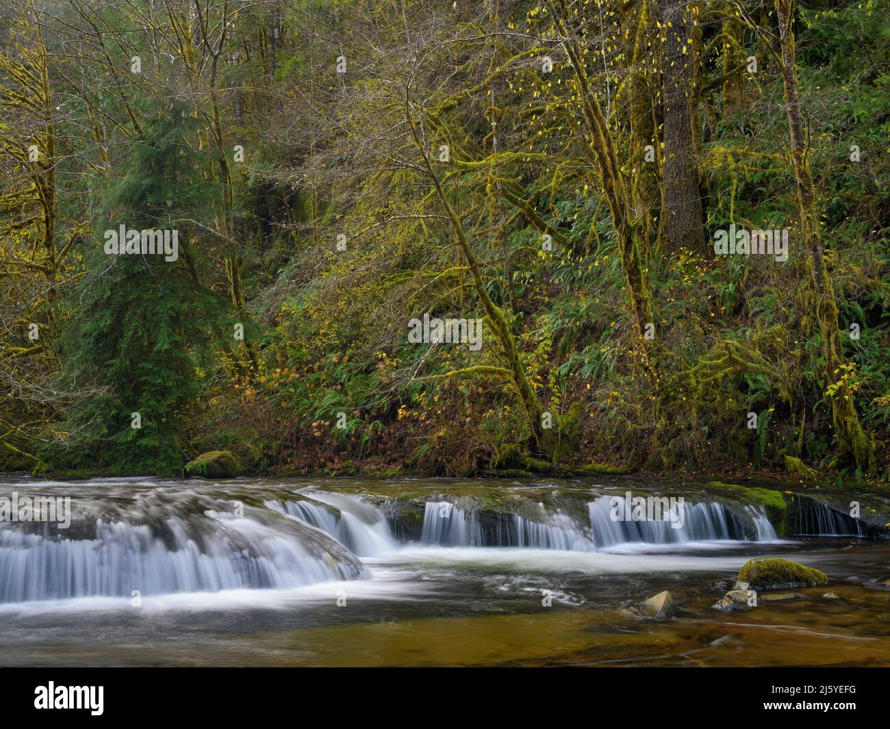 Cascade sur Sweet Creek, forêt nationale de Siuslaw, montagnes Coast Range, Oregon. Banque D'Images