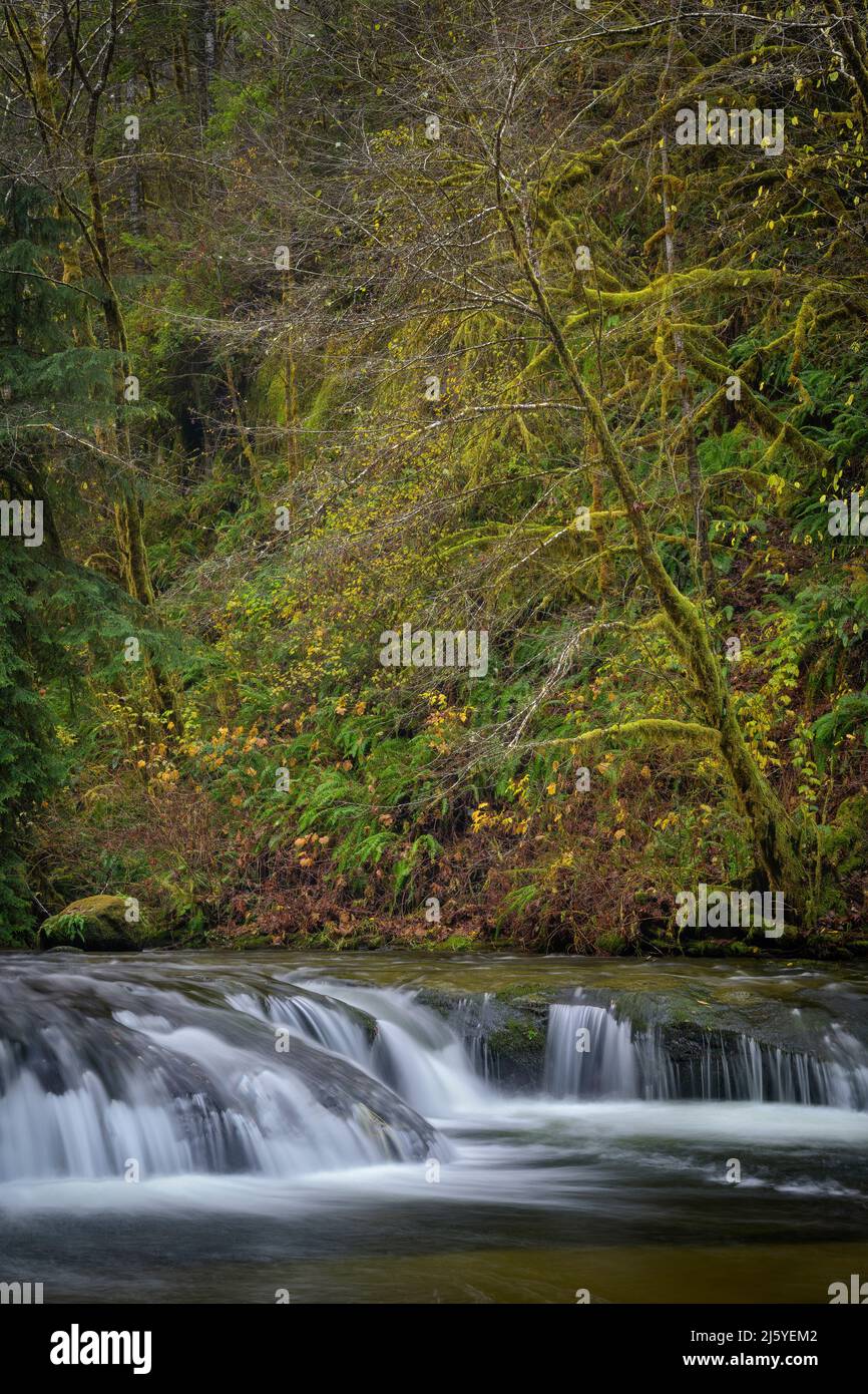 Cascade sur Sweet Creek, forêt nationale de Siuslaw, montagnes Coast Range, Oregon. Banque D'Images