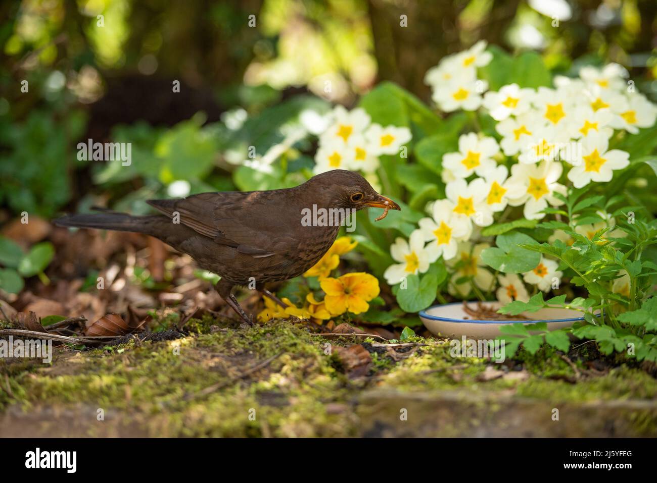Une femelle Blackbird mangeant des vers secs, Chipping, Preston, Lancashire, Royaume-Uni Banque D'Images