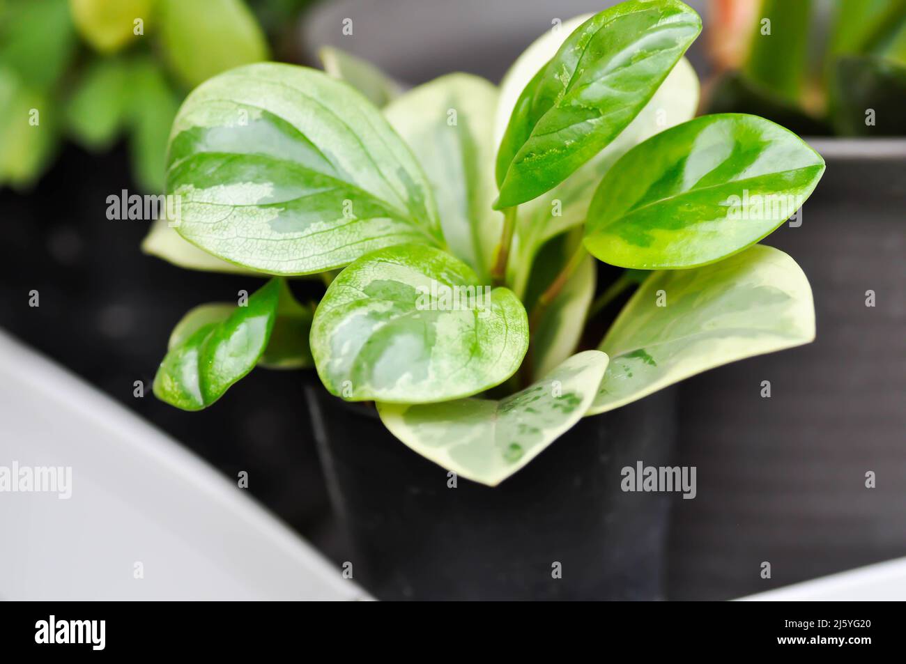 Peperomia obtusifolia, usine de caoutchouc pour bébés ou usine Pepper face ou PIPERACEAE Banque D'Images