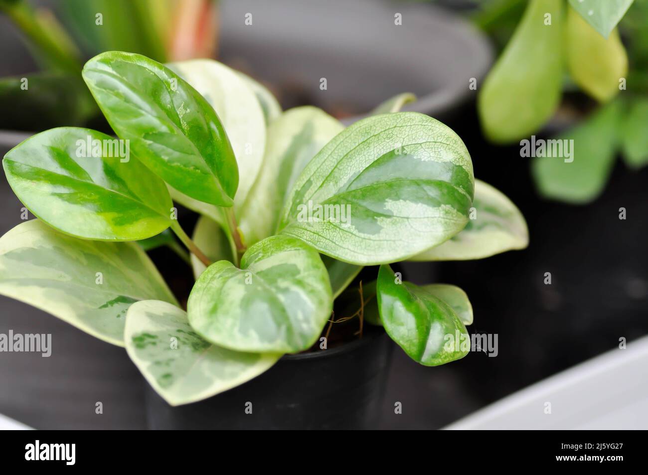 Peperomia obtusifolia, usine de caoutchouc pour bébés ou usine Pepper face ou PIPERACEAE Banque D'Images
