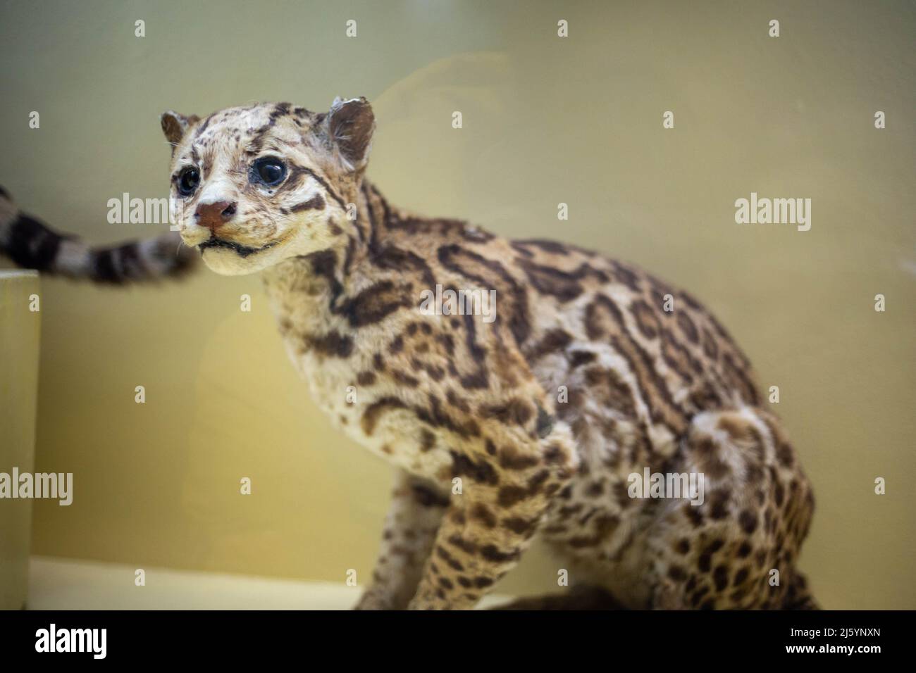 Animal sauvage bourré réaliste dans le musée Banque D'Images