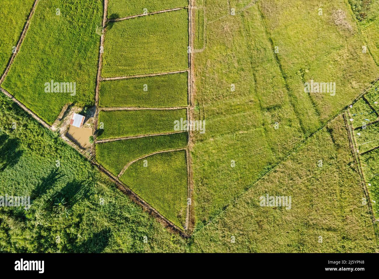 Point de vue de drone du champ de palettes Banque D'Images