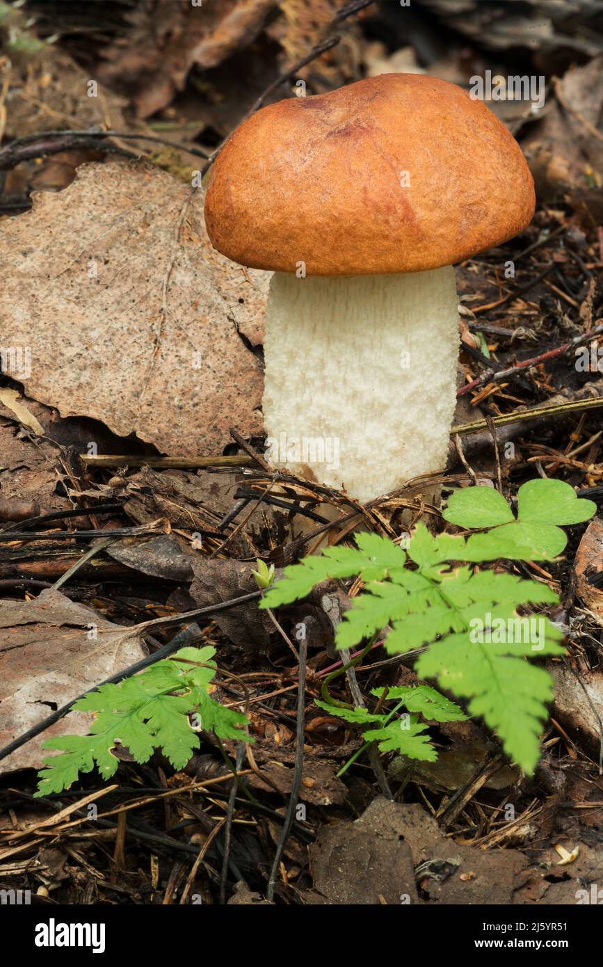 Faune d'Europe - champignons comestibles et non comestibles poussant en forêt. Banque D'Images