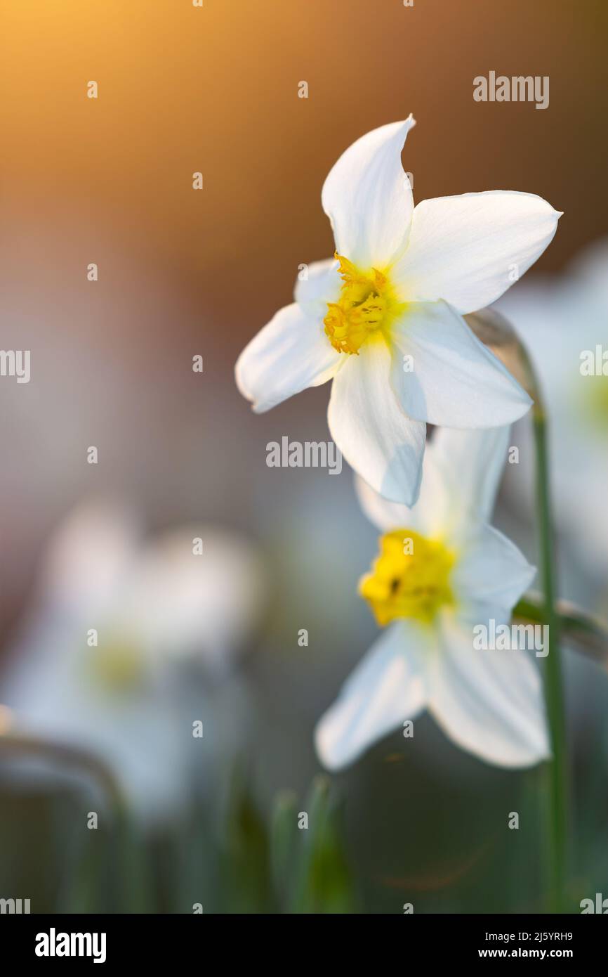 Daffodil fleurit sur un fond de soleil couchant Banque D'Images