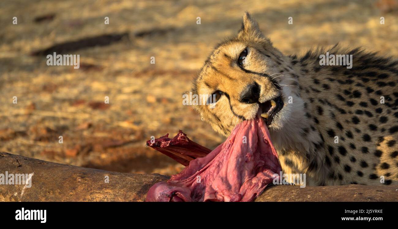 Cheetah dans l'habitat naturel est en train de manger une proie. Vu par la route de jeu en Afrique du Sud. Gros plan Banque D'Images