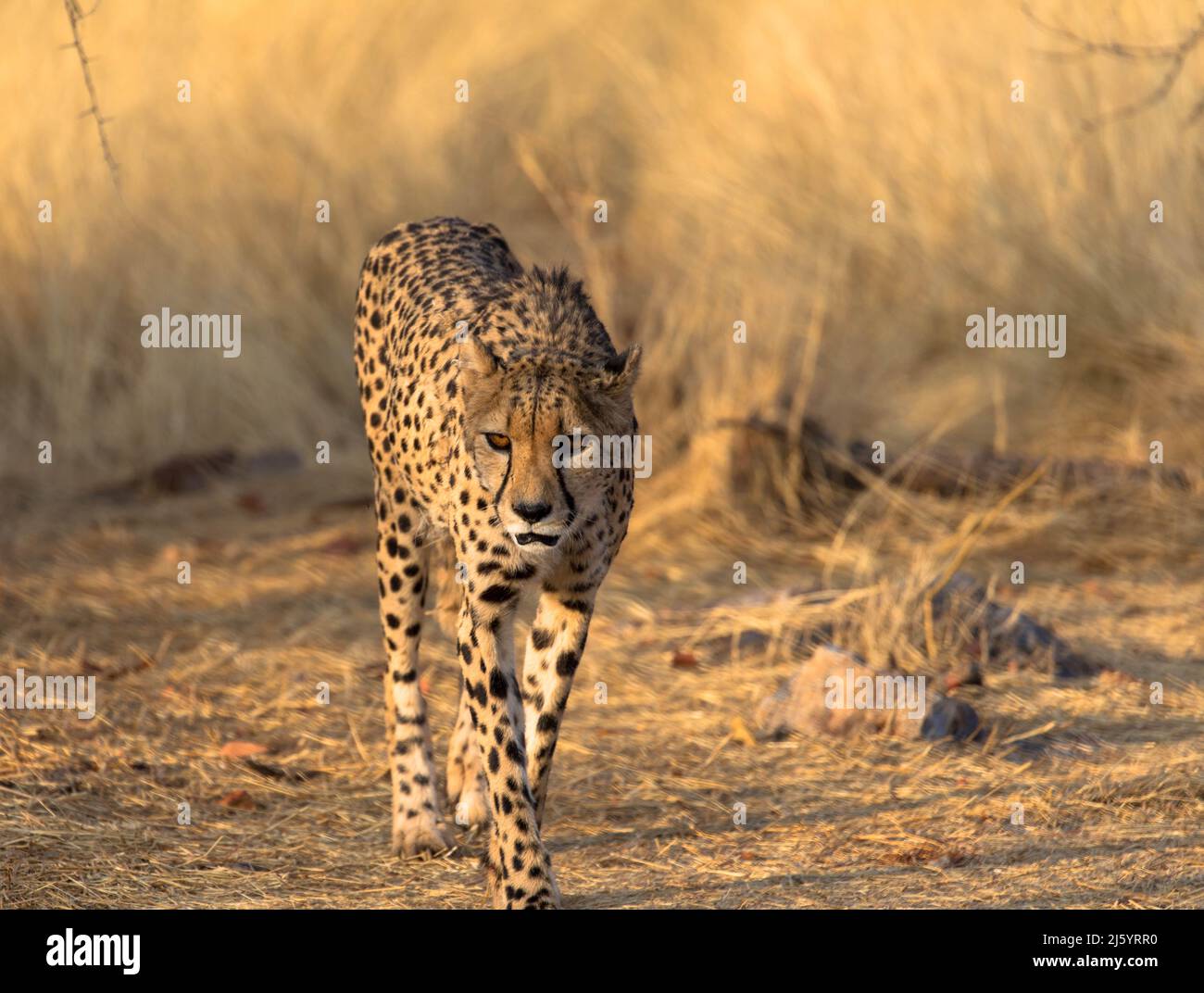 Léopard dans l'habitat naturel marche à travers la savane. Vu sur les commandes de jeu en Afrique du Sud. Gros plan. Banque D'Images