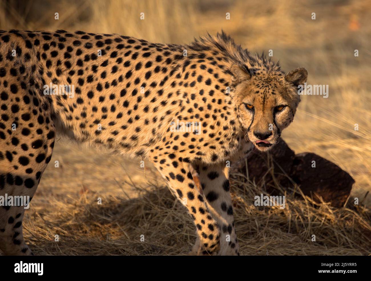 Léopard dans l'habitat naturel marche à travers la savane. Vu sur les commandes de jeu en Afrique du Sud. Gros plan. Banque D'Images