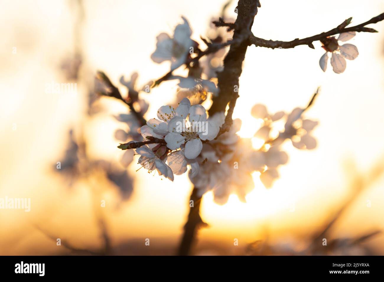 Les fleurs d'abricot sont inondées de lumière du soleil Banque D'Images