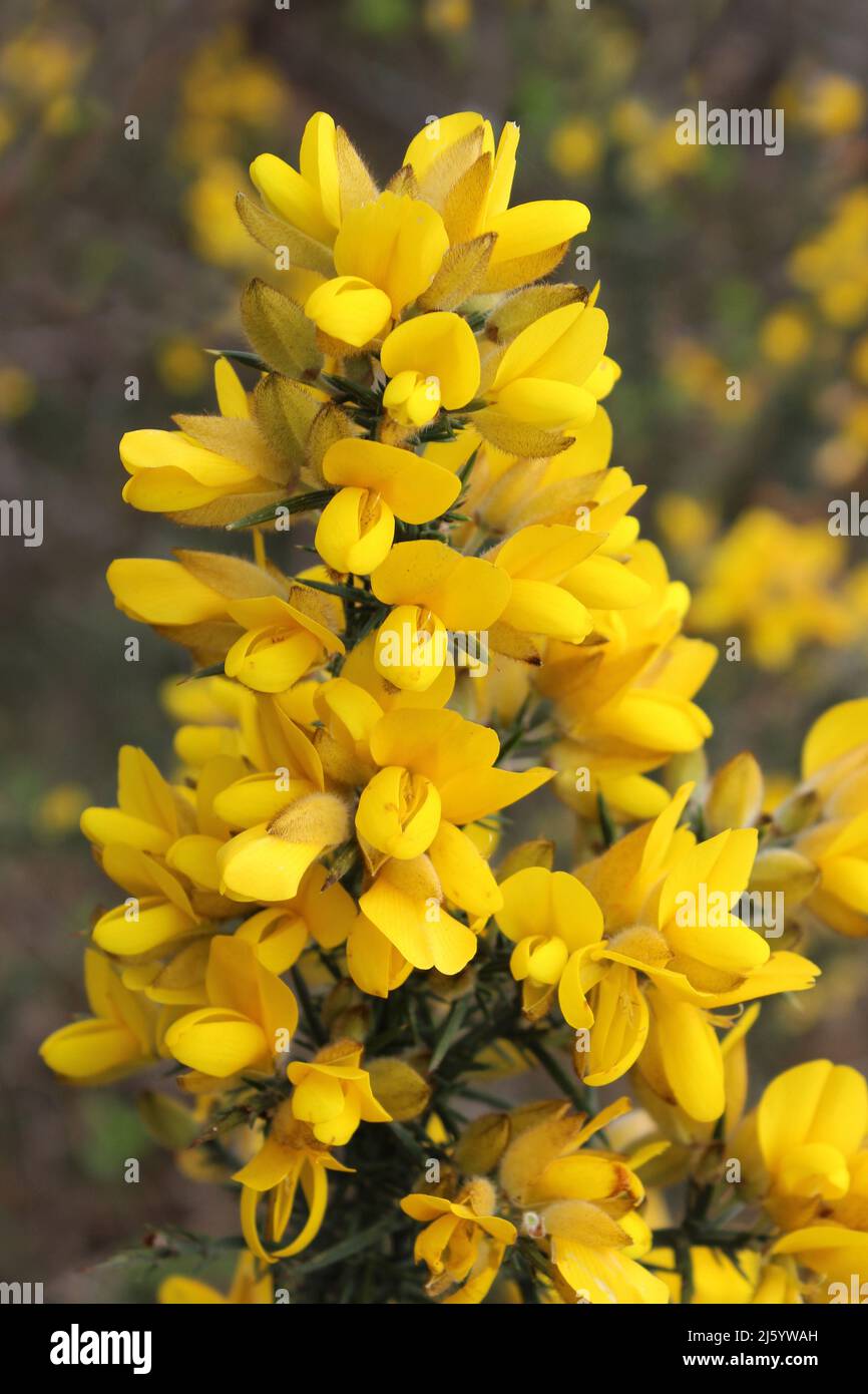 L'ajonc Ulex europaeus fleurs commun Banque D'Images