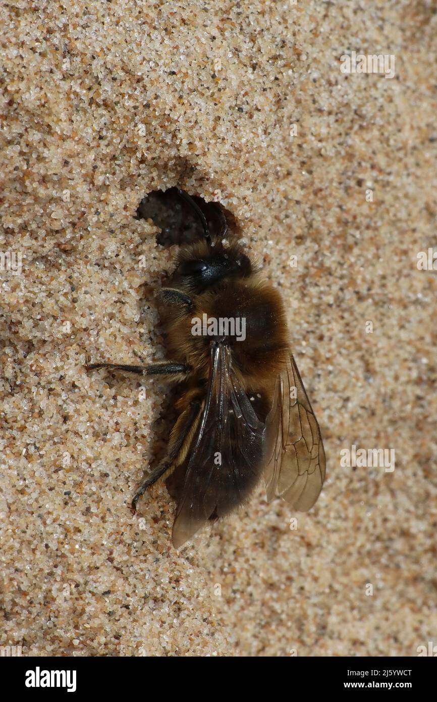Vernal Mining Bee Colletes cunicularius - à l'entrée du terrier de nid, Sefton Coast, Royaume-Uni Banque D'Images