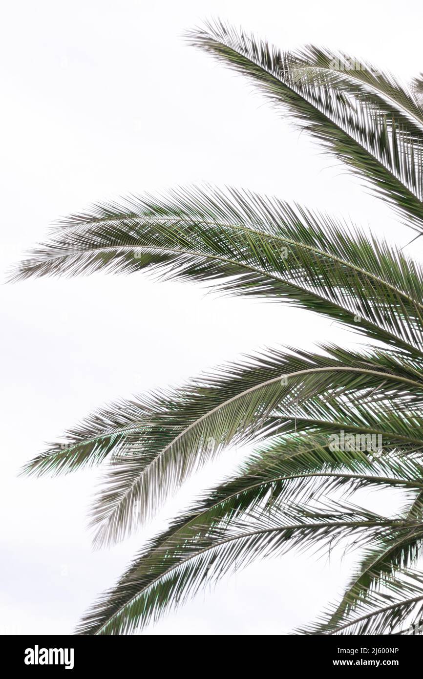 Palm Tree à Universal Studios Hollywood Banque D'Images