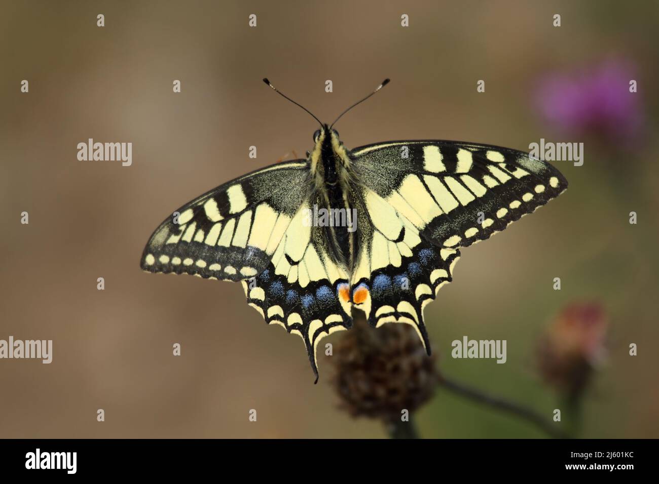 Queue de cygne du Vieux monde Papilio machaon recherche sur le chardon Banque D'Images