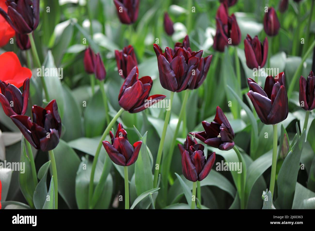 Tulipes de Triumph rouge très foncé (Tulipa) chocolat chaud fleurissent dans un jardin en mars Banque D'Images