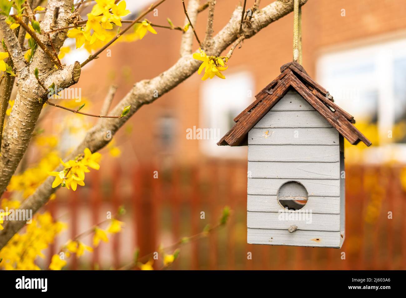 Mangeoire à oiseaux accrochée à un arbuste décoratif avec des fleurs jaunes, boîte à oiseaux en forme d'une petite maison vue de l'avant. Birdhouse fait de bois dedans Banque D'Images