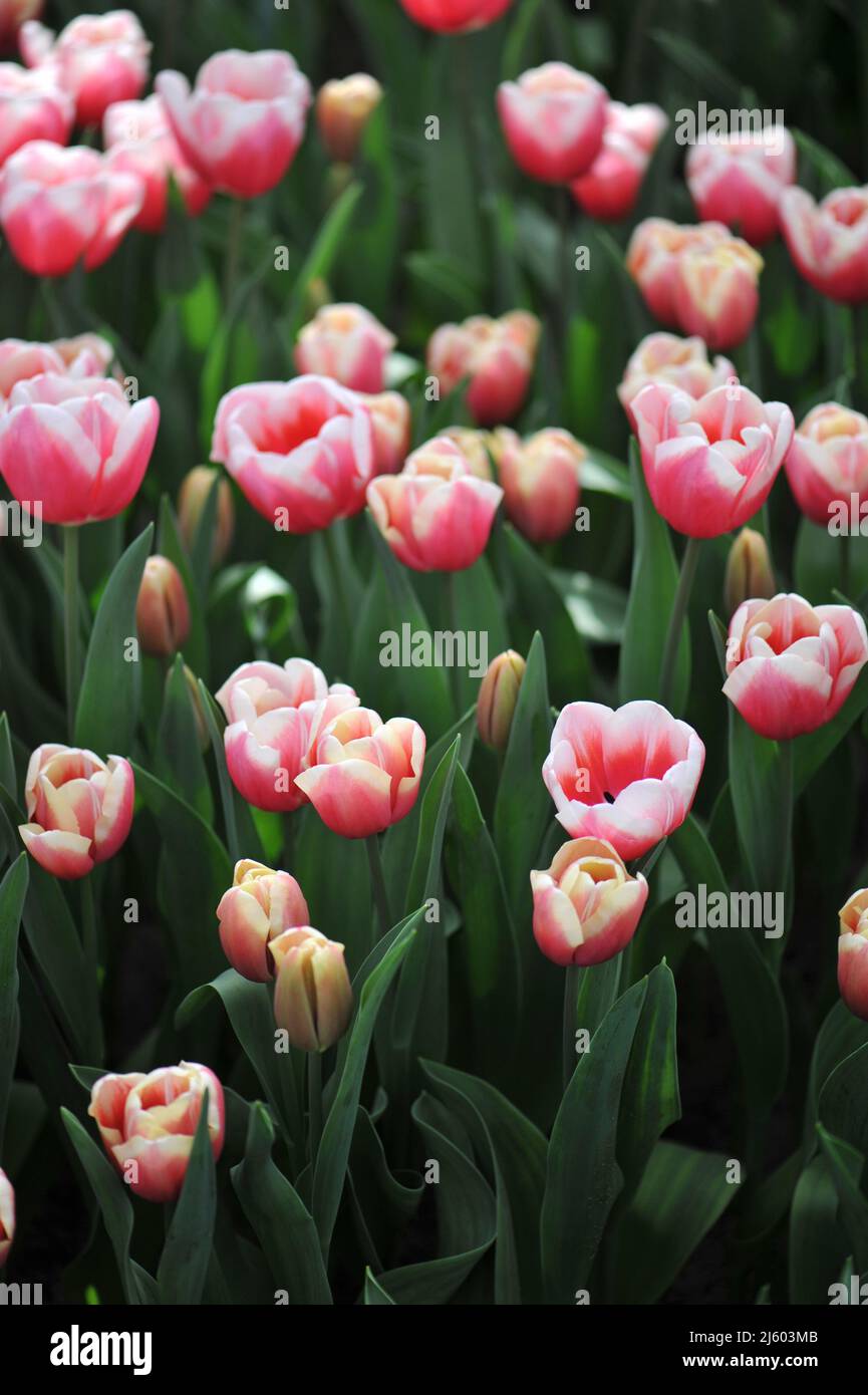 Rose aux bords blancs tulipes de Triumph (Tulipa) Lech Walesa fleurissent dans un jardin en mars Banque D'Images