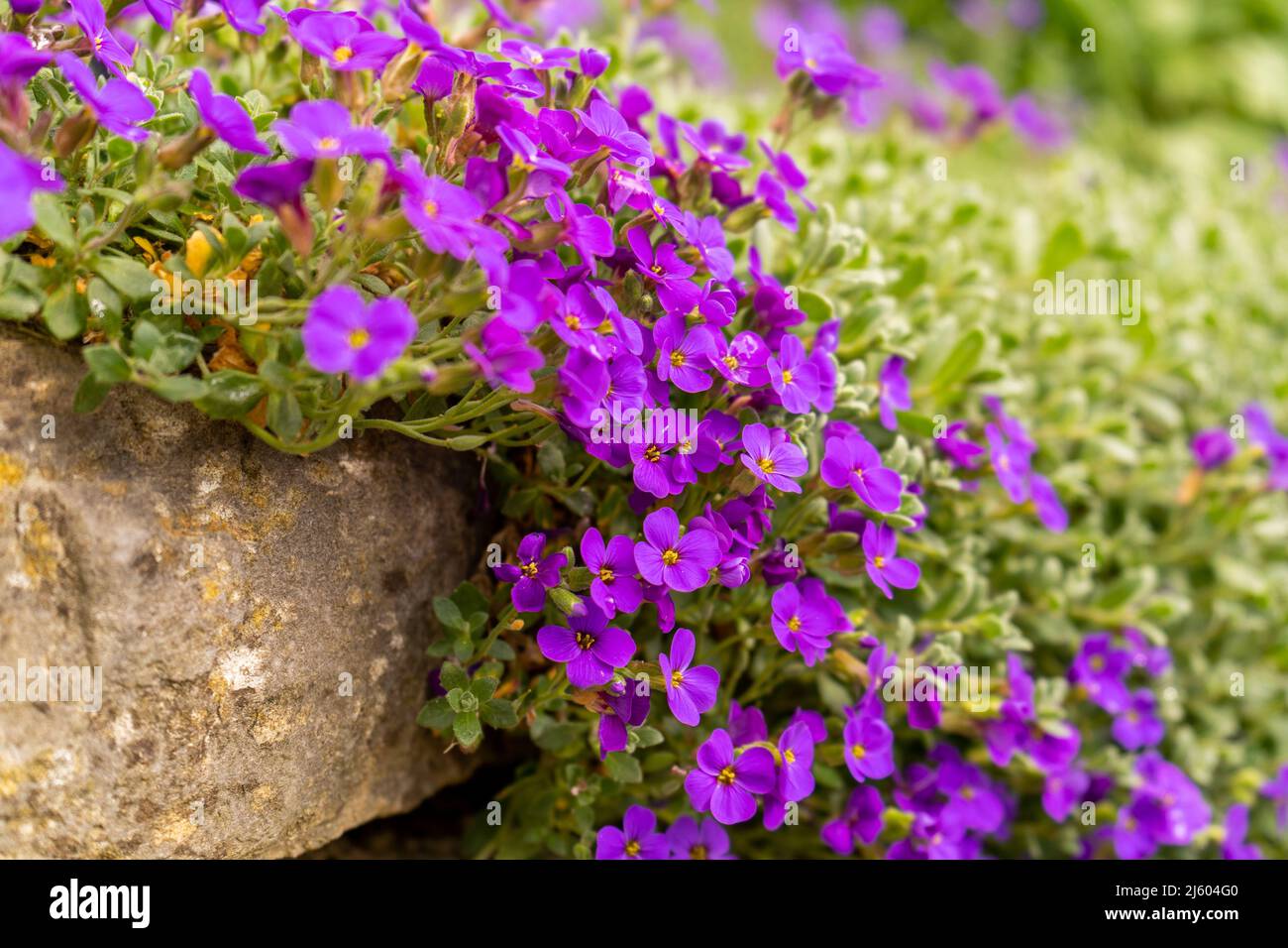 Aubrieta deltoidea violette royale Banque de photographies et d'images à  haute résolution - Alamy