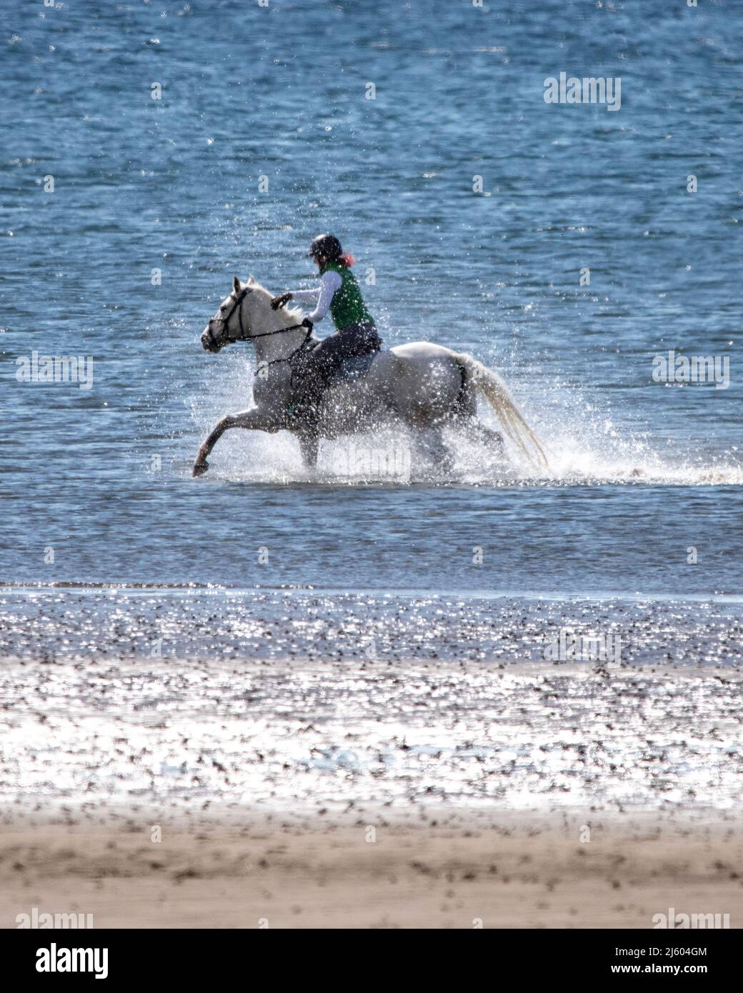 Ayr, Écosse, Royaume-Uni. 26th avril 2022. PHOTO : l'ouest de l'Écosse a vu un soleil éclatant et un ciel bleu au bord de la mer sur la plage d'Ayr. Les gens marchent et un cheval pilote leur cheval à travers un galop dans l'eau de mer fraîche. Crédit : Colin Fisher/Alay Live News Banque D'Images