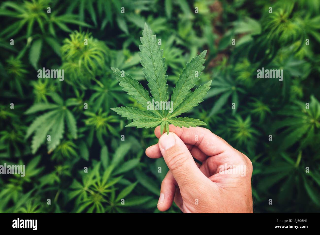Le cultivateur de marijuana examine doucement la feuille de culture au champ pendant le contrôle régulier de la plantation, foyer sélectif Banque D'Images Le cultivateur de marijuana examine doucement la feuille de culture au champ pendant le contrôle régulier de la plantation, foyer sélectif Banque D'Images