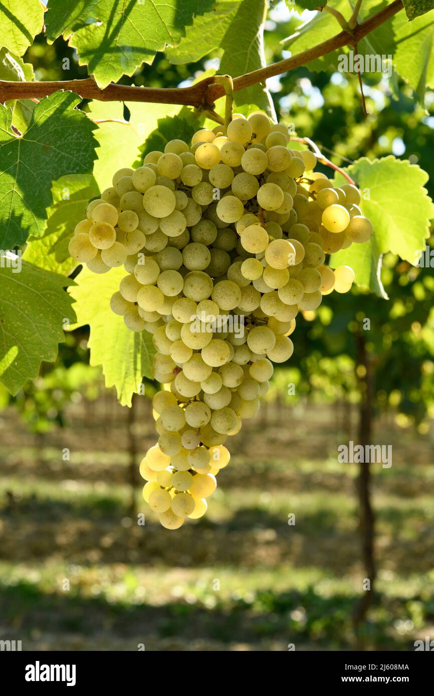 Bouquet de raisins blancs en contre-jour sur un vignoble Banque D'Images