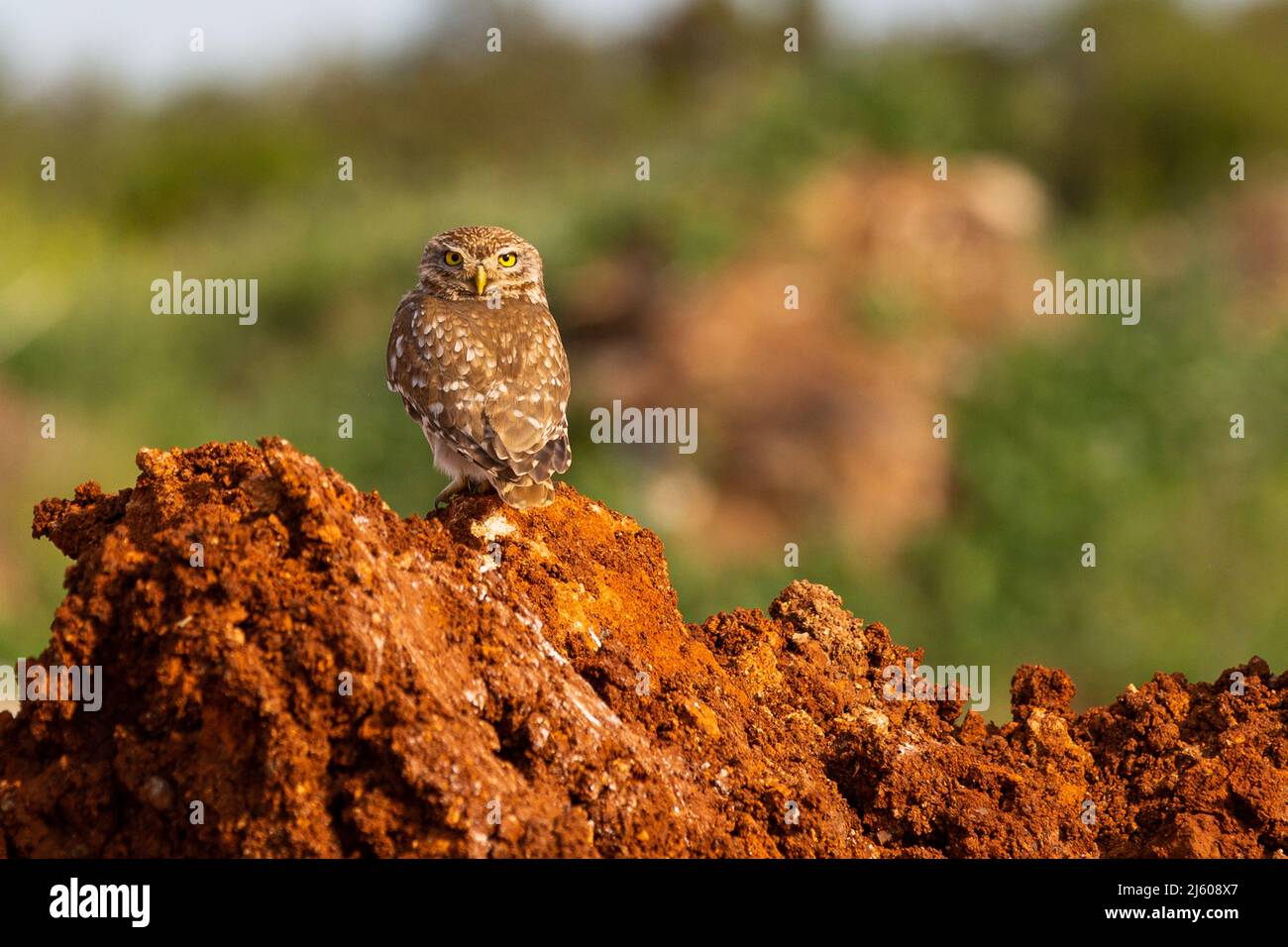 La petite chouette (Athene noctua) est une petite espèce de chouette de la famille des chouettes Banque D'Images