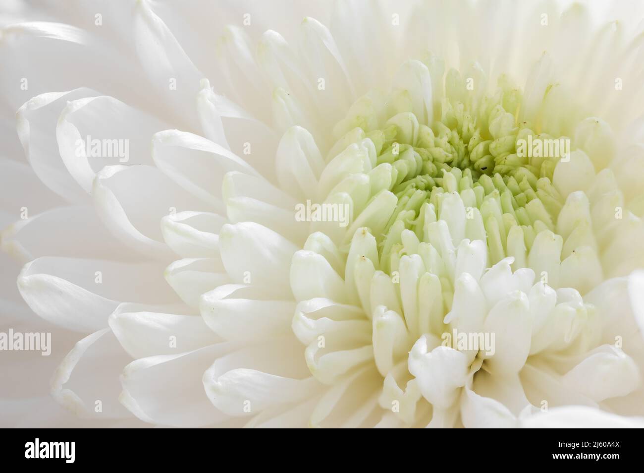 Prise de vue macro en gros plan White Chrysanthemum Banque D'Images