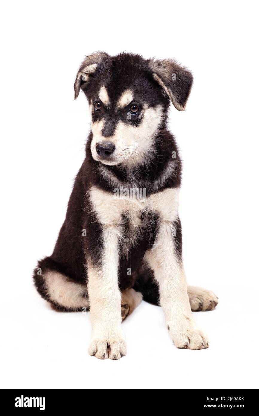 Un gros chiot demi-race d'un berger d'Europe de l'est pose en studio. Couleur noire avec des marques marron clair, isolée sur un fond blanc Banque D'Images