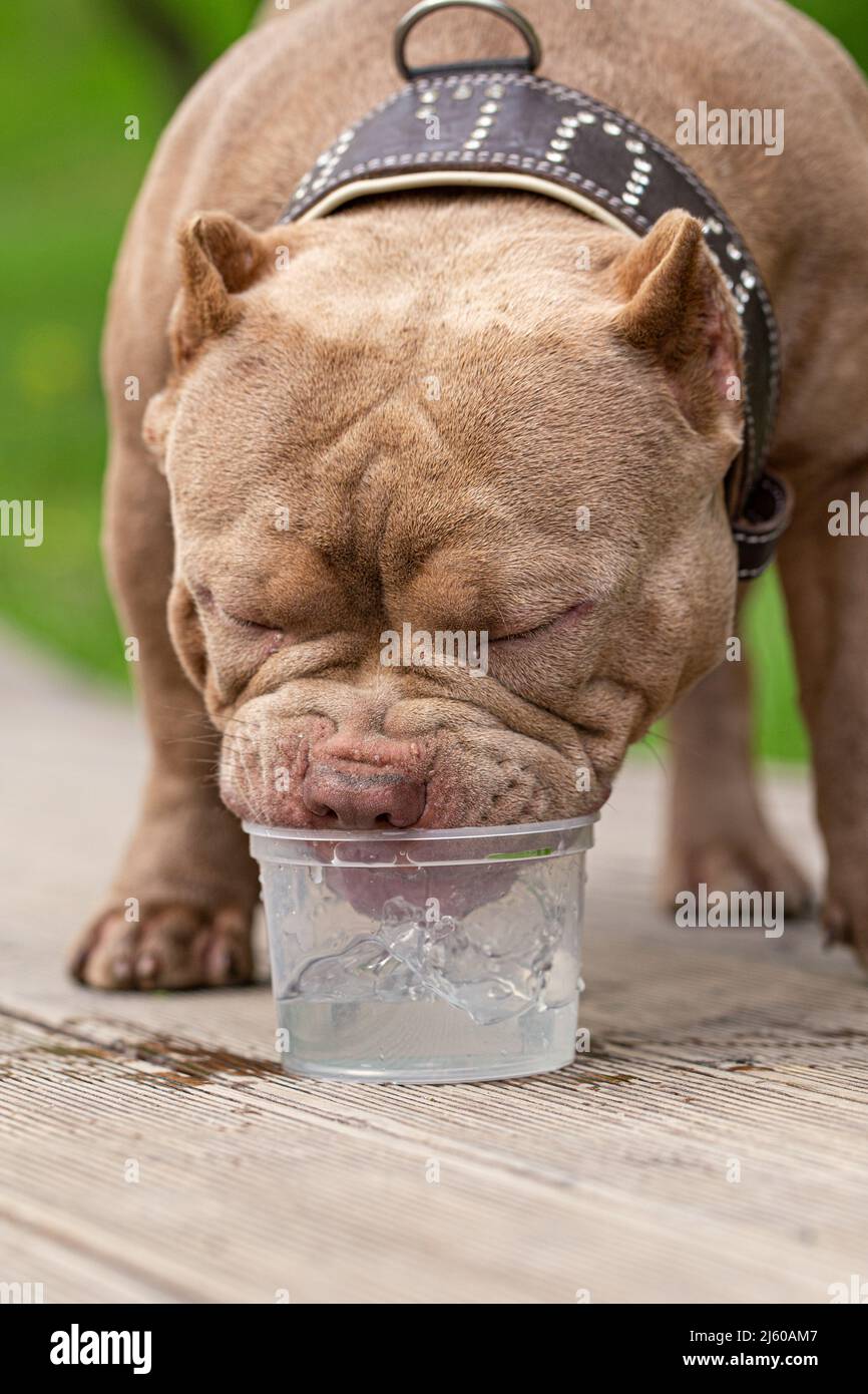 Un chien américain Bully boit de l'eau lors d'une promenade dans le parc. Un propriétaire attentionné prend de l'eau pour un animal de compagnie lors d'une journée chaude Banque D'Images