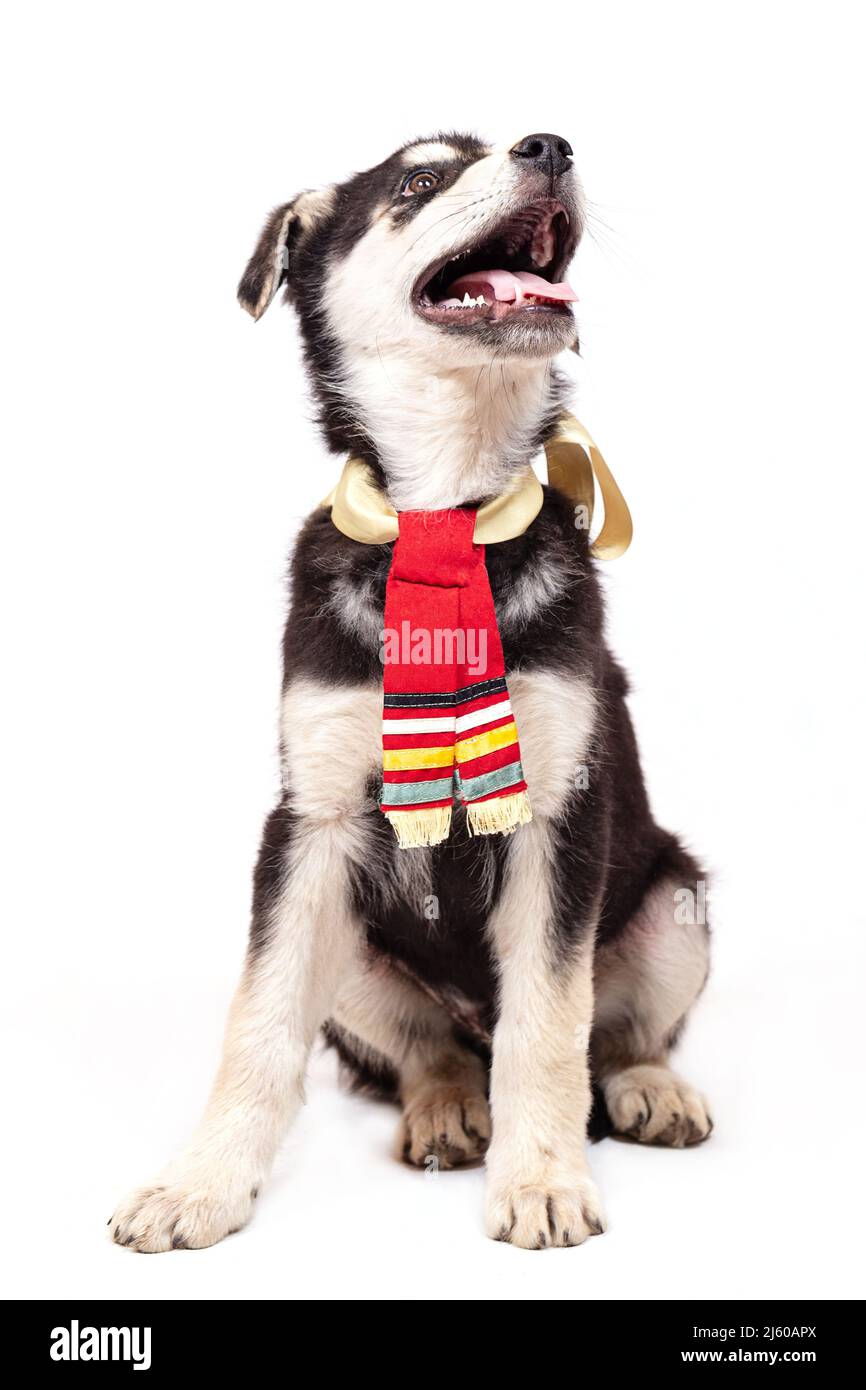 Portrait d'un grand chiot mongrel avec un foulard rouge autour de son cou. Couleur noire avec des marques marron clair, prise sur fond blanc Banque D'Images