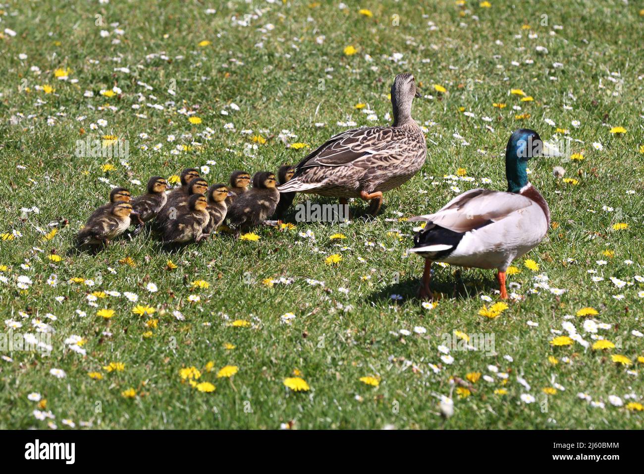 Une mère canard photographiée avec ses canetons qui la suivent, West Sussex, Royaume-Uni. Banque D'Images