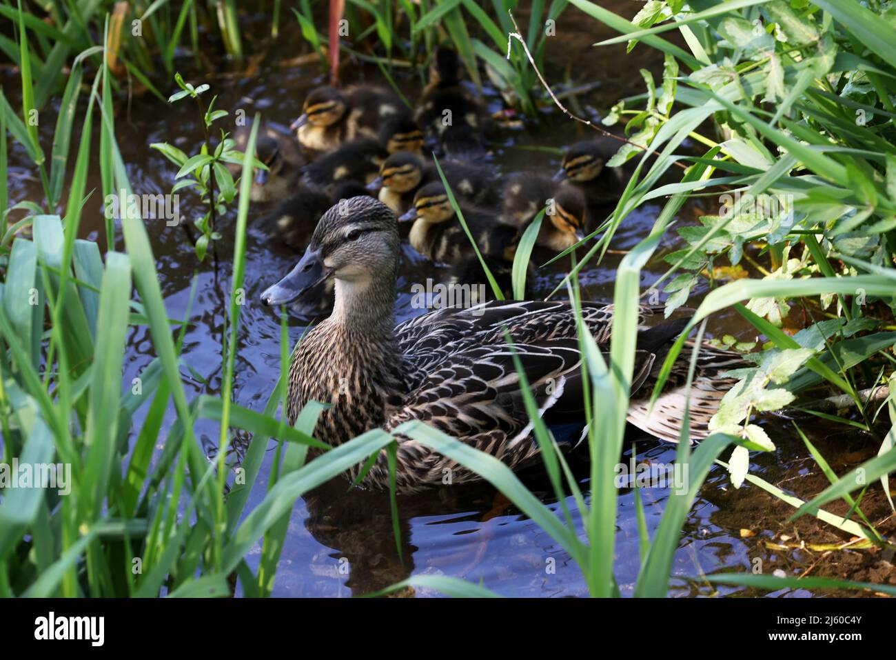 Une mère canard photographiée avec ses canetons qui la suivent, West Sussex, Royaume-Uni. Banque D'Images