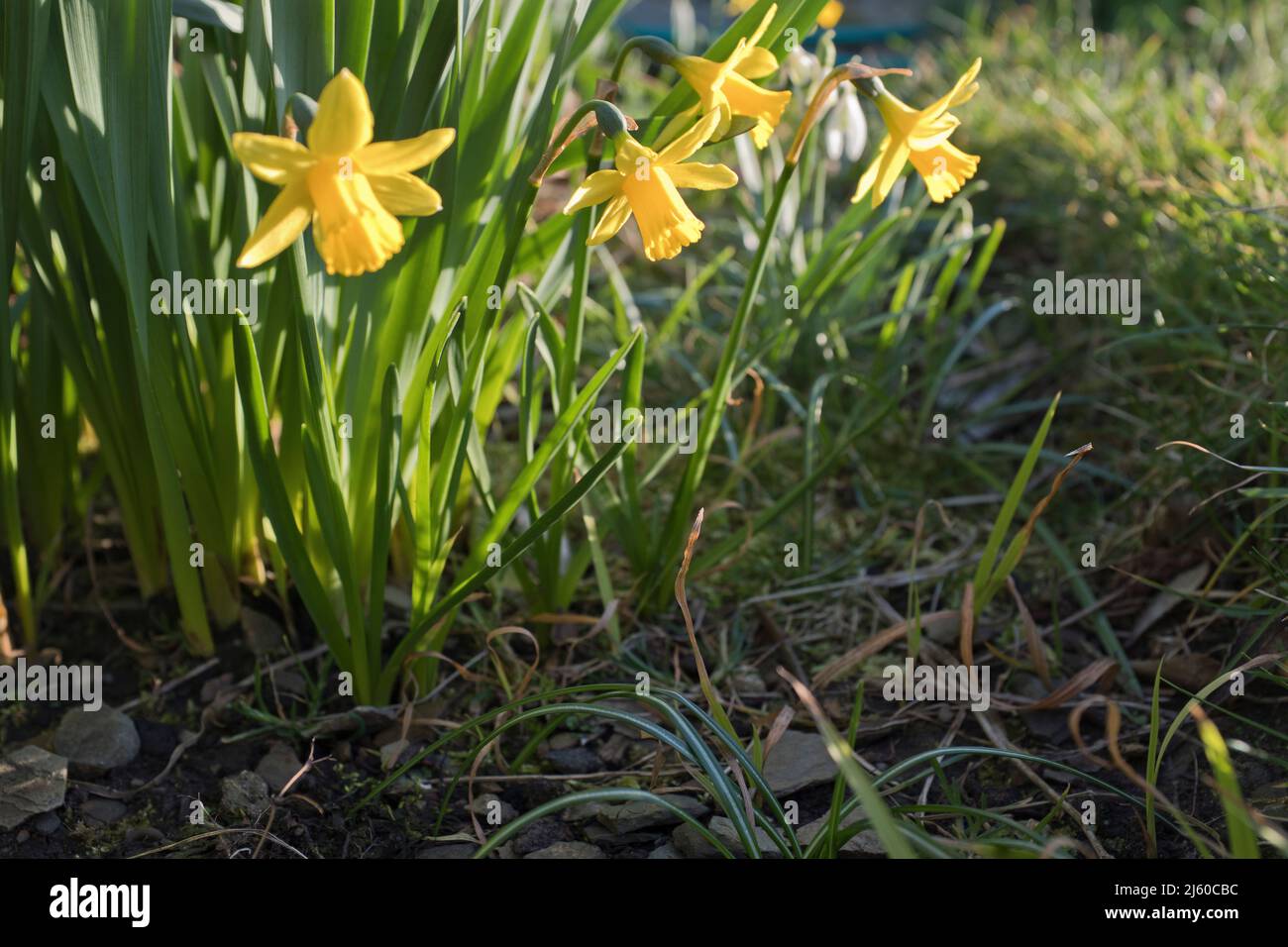 dh Daffodil MINIATURES DAFFODILS FLORA Dwarf tete un tete les jonquilles et les gouttes de neige sous les grandes tiges de jonquilles dans le jardin bordure de fleur Banque D'Images
