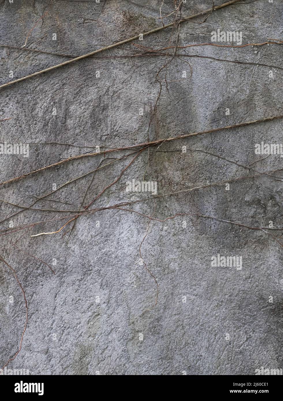 Vieux mur de ciment gris avec des vignes brunes séchées attaché Banque D'Images