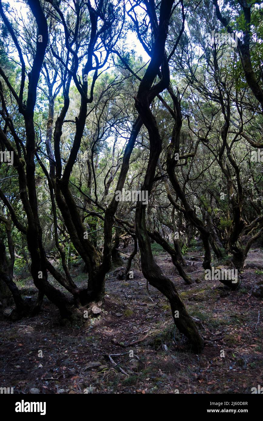 La Gomera, îles Canaries, Espagne: Le Parc National de Garajonay Banque D'Images