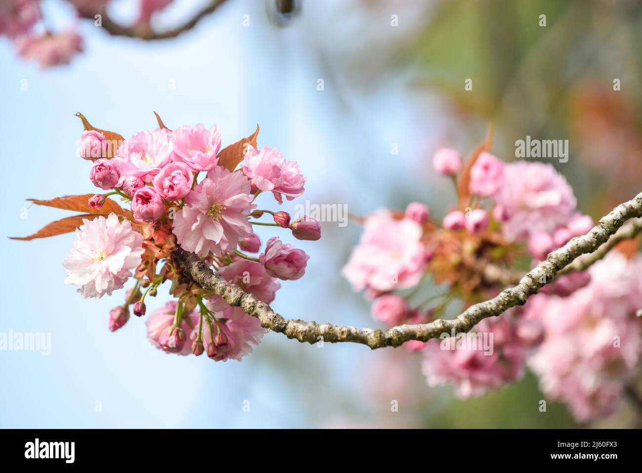 Fleurs de cerisier poussant sur un arbre pendant une journée ensoleillée de printemps Banque D'Images