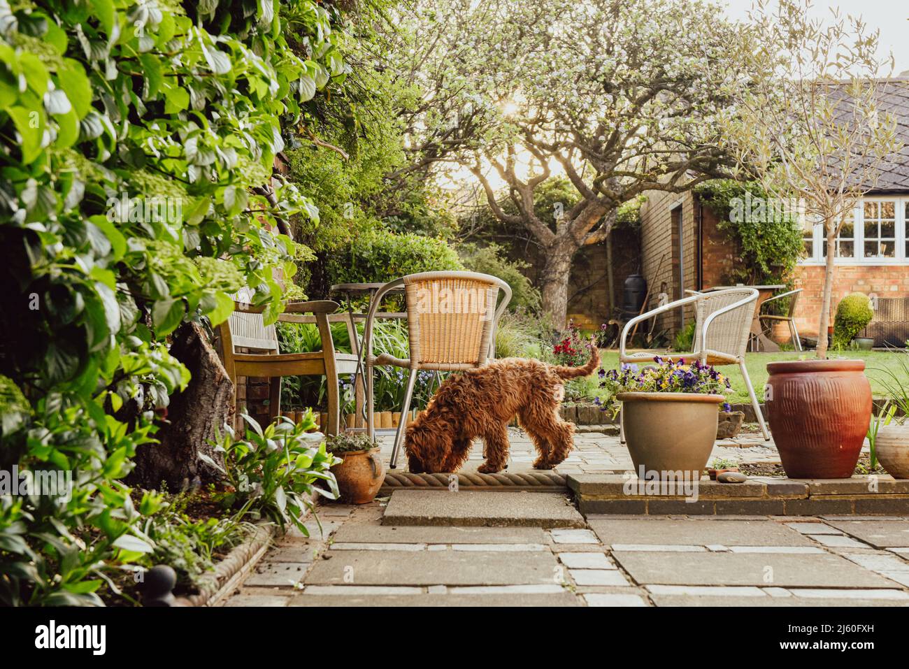 Dans un jardin domestique, le chien d'animal de compagnie apprend à renifler de nouvelles odeurs et odeurs Banque D'Images