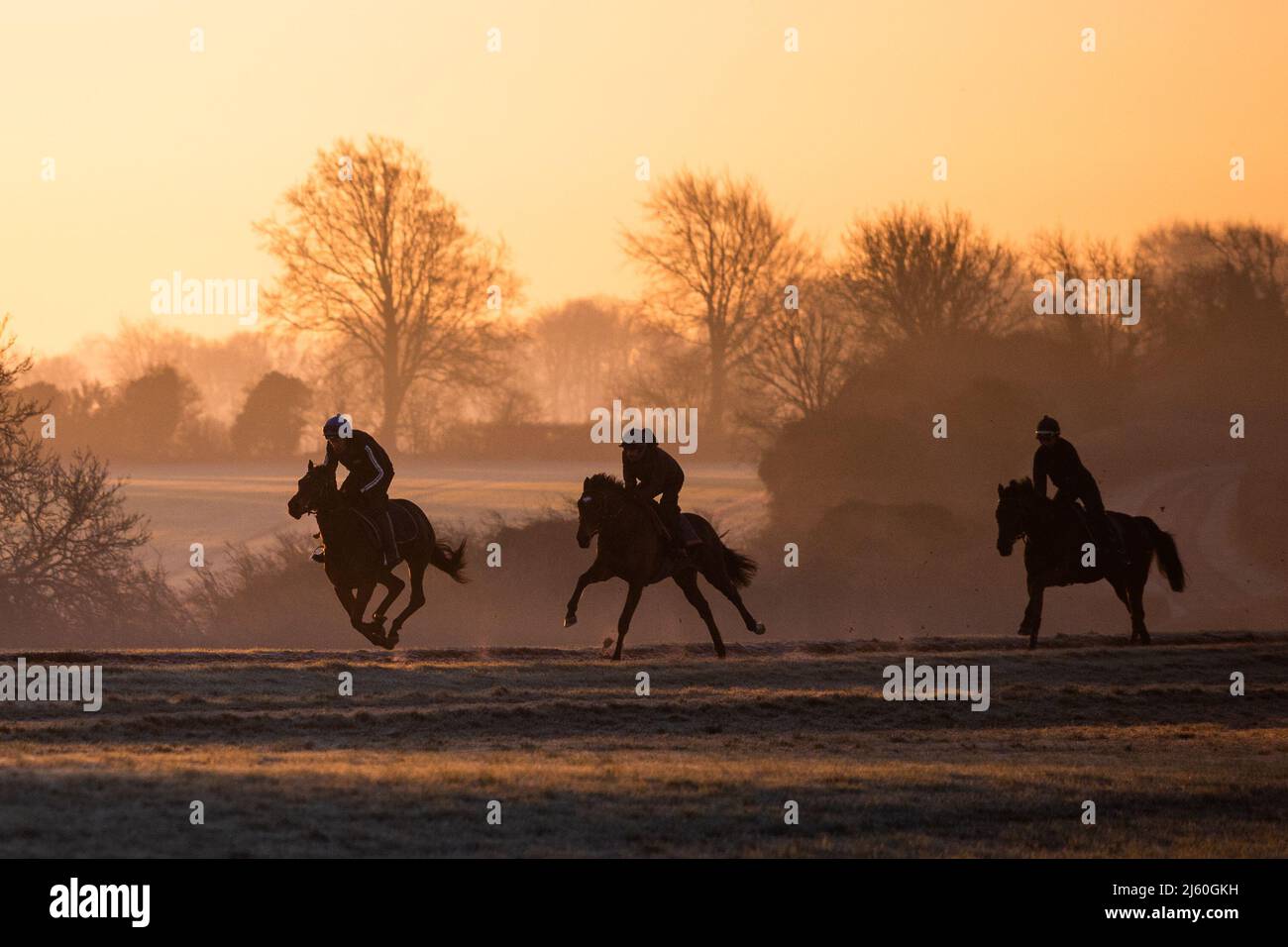 Les chevaux de course s'entraîner à l'aube aux gallops au-dessus de Upper Lambourn dans les Berkshire Downs. Avril 2022 Banque D'Images