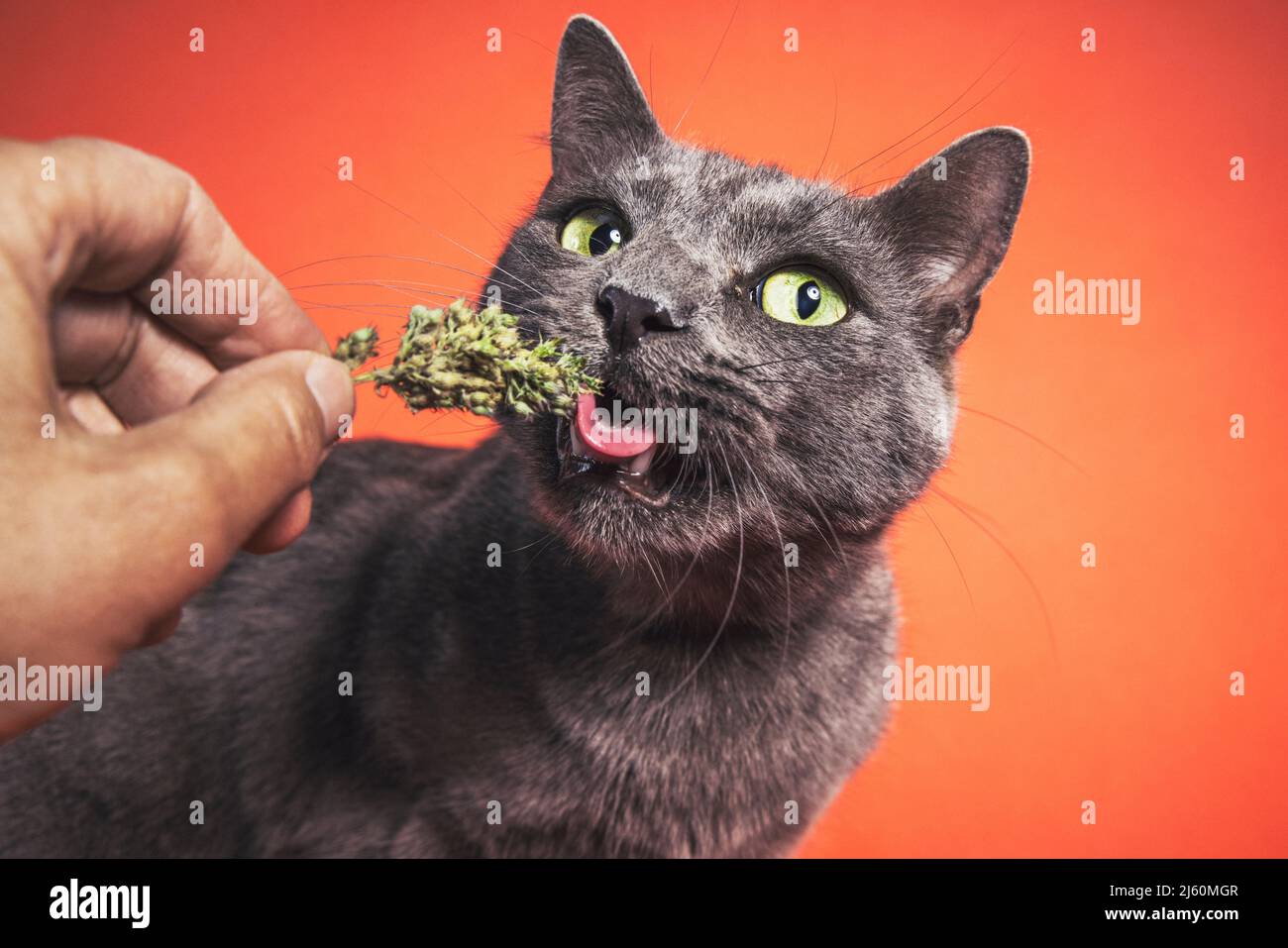 Chat domestique gris mangeant avec impatience le chat de la main d'une personne tout en regardant l'appareil photo. Banque D'Images