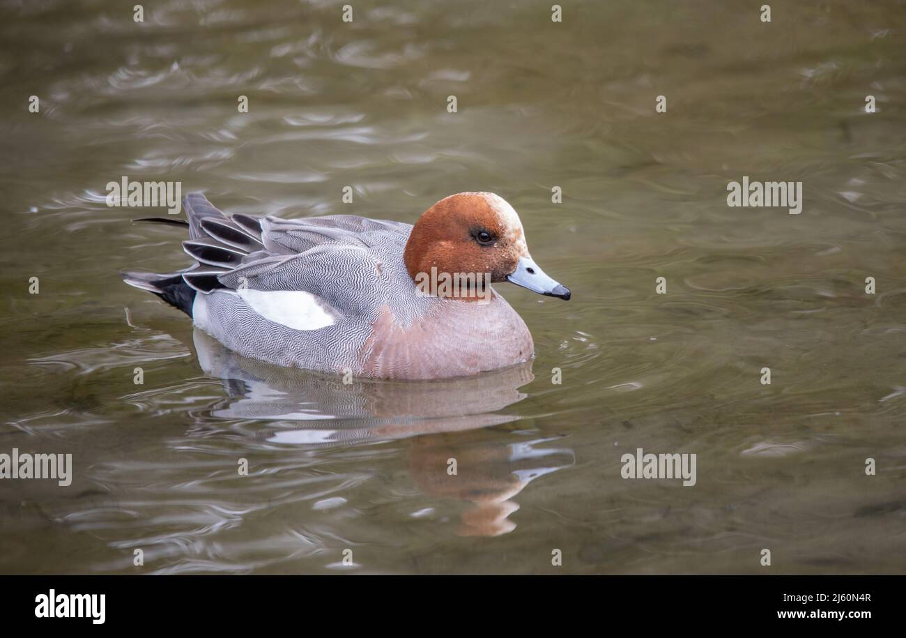 Le Lake District de Cumbria offre quelques-uns des plus beaux oiseaux le long du lac Windermere et du lac Buttermere et Grange au-dessus des sables. Banque D'Images