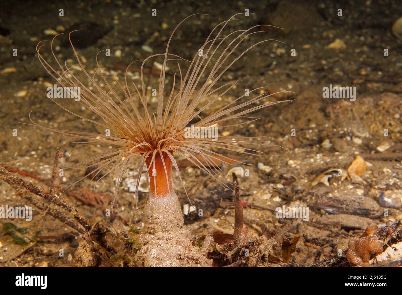 L'anémone de la cheminée d'alimentation, Pachycerianthus fimbriatus, peut se tirer sous la surface lorsqu'elle est menacée, Colombie-Britannique, Canada. Banque D'Images