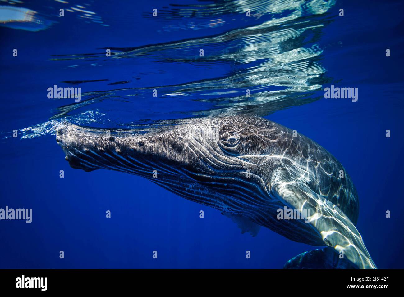 Une jeune baleine à bosse, Megaptera novaeangliae, à la surface pour respirer, Hawaï. Banque D'Images